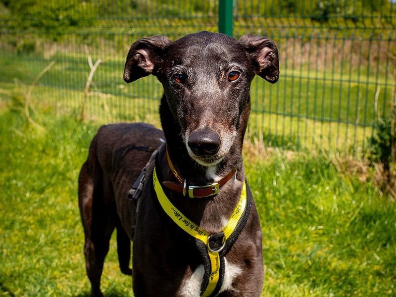 undefined | Greyhound | undefined - 5