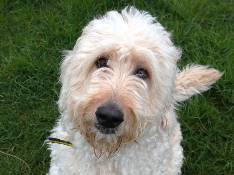 Myrtle - Image 2 of 4