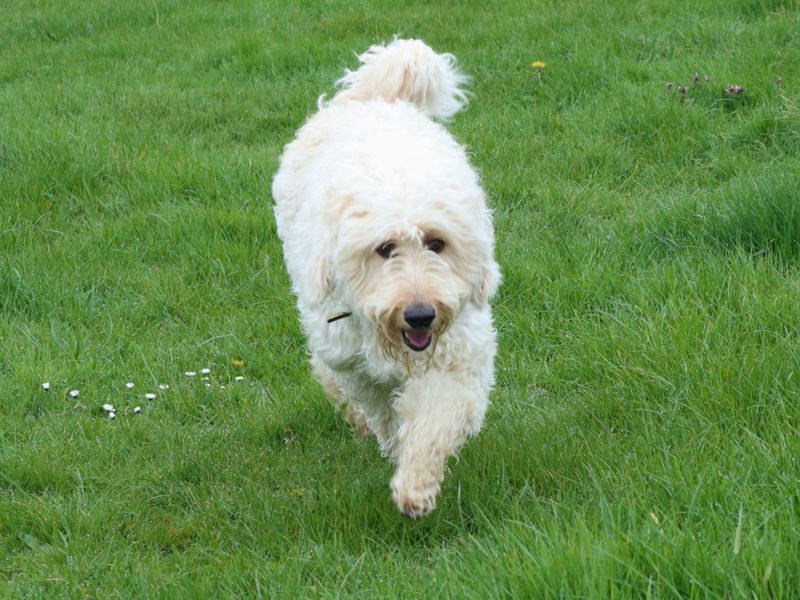 Myrtle | Retriever (Labrador) Cross | Harefield West London - 1