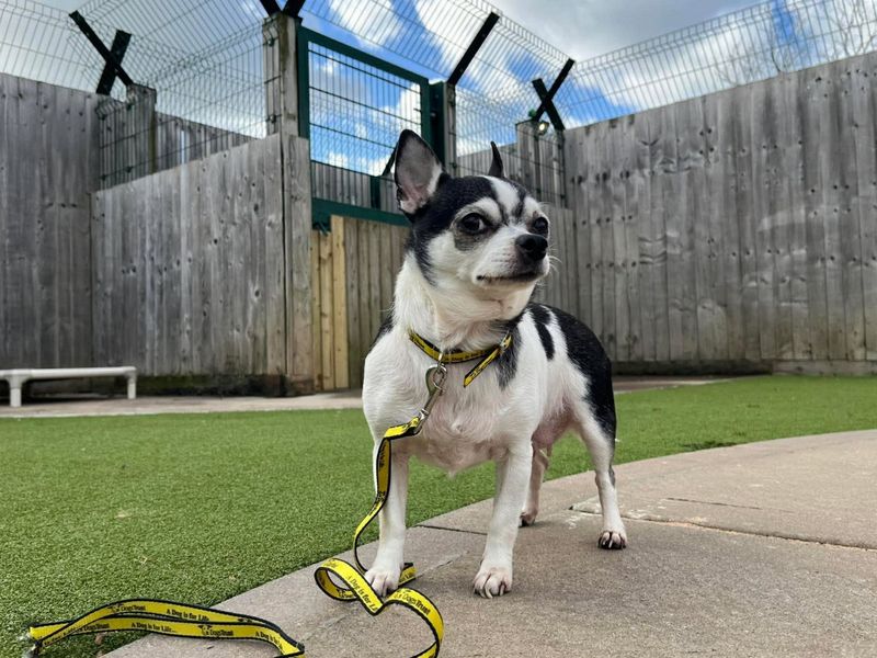 Chihuahua Dogs And Puppies For Adoption