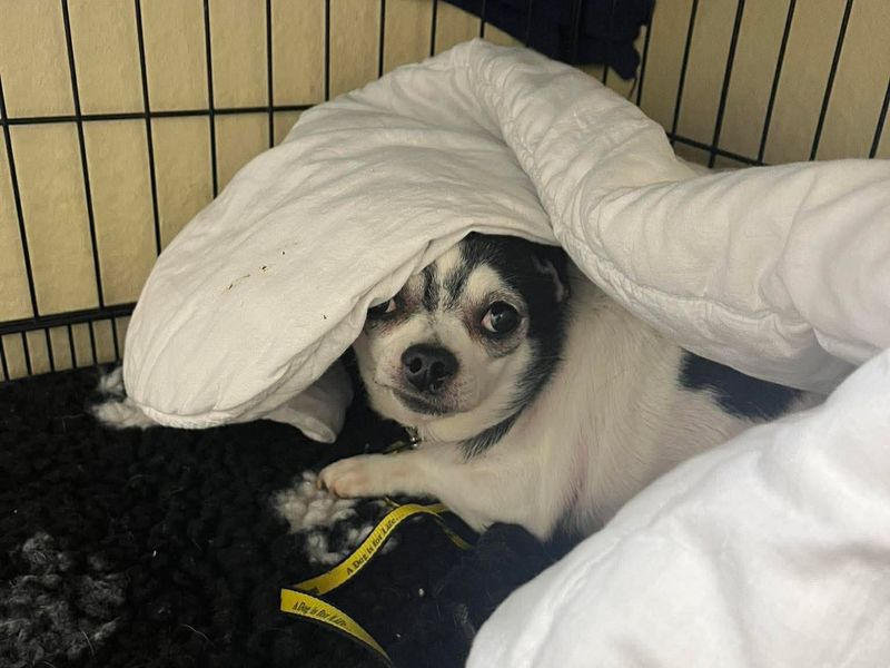 undefined | Chihuahua (Smooth Coat) | undefined - 3