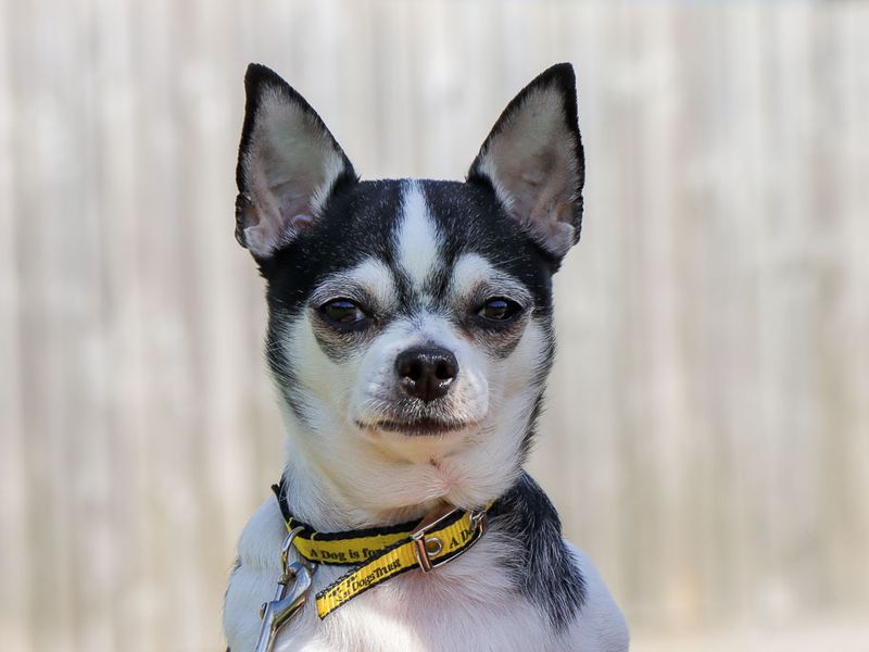 undefined | Chihuahua (Smooth Coat) | undefined - 5
