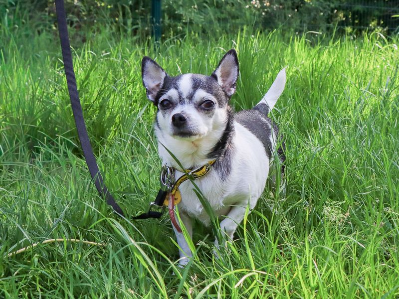 undefined | Chihuahua (Smooth Coat) | undefined - 6