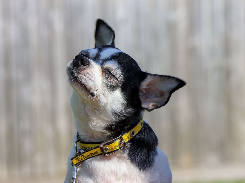 undefined | Chihuahua (Smooth Coat) | undefined - 1