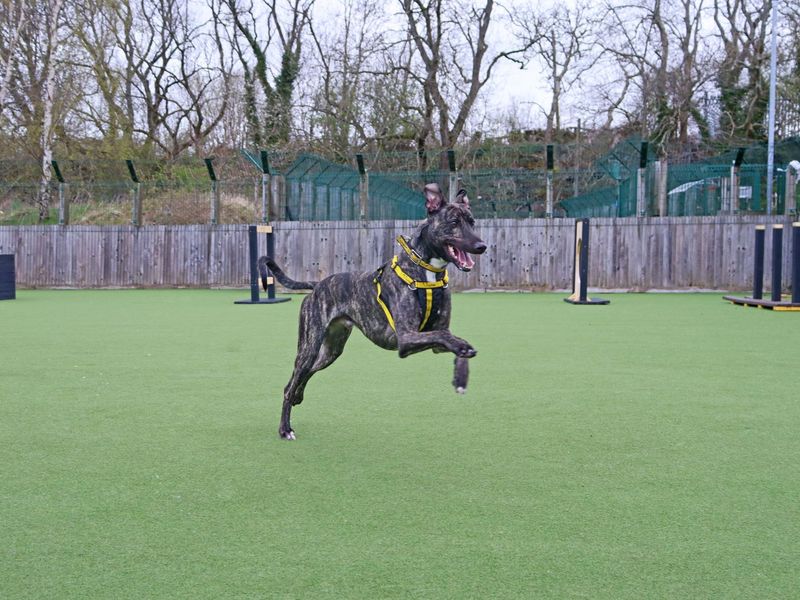 Freddie | Lurcher | Glasgow - 1