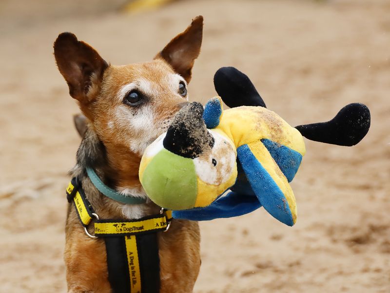 undefined | Terrier (Jack Russell) | undefined - 2