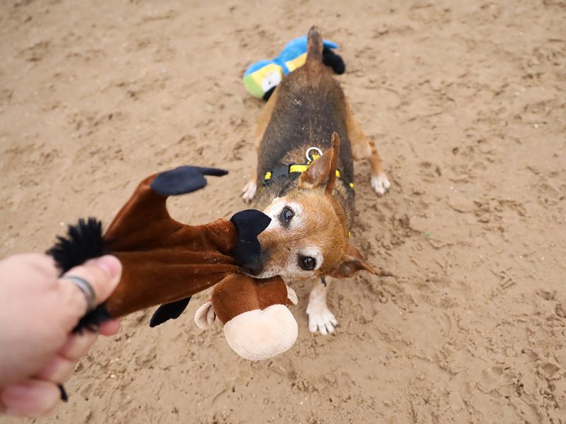 undefined | Terrier (Jack Russell) | undefined - 4