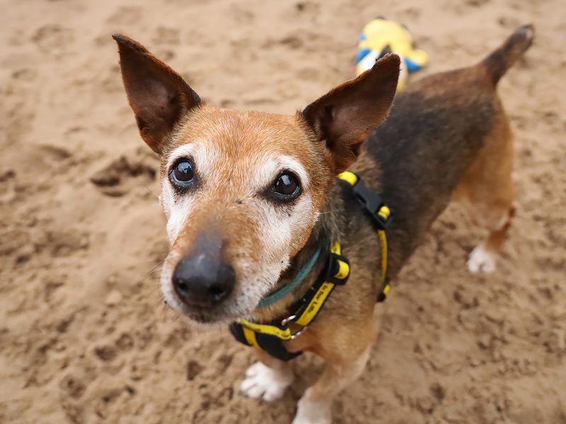 undefined | Terrier (Jack Russell) | undefined - 1
