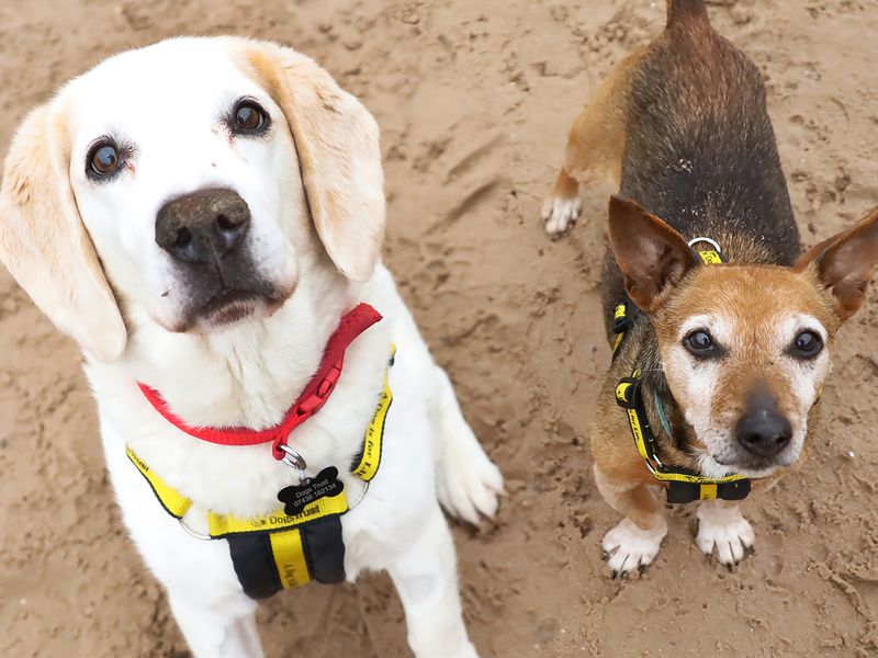 undefined | Beagle | undefined - 5