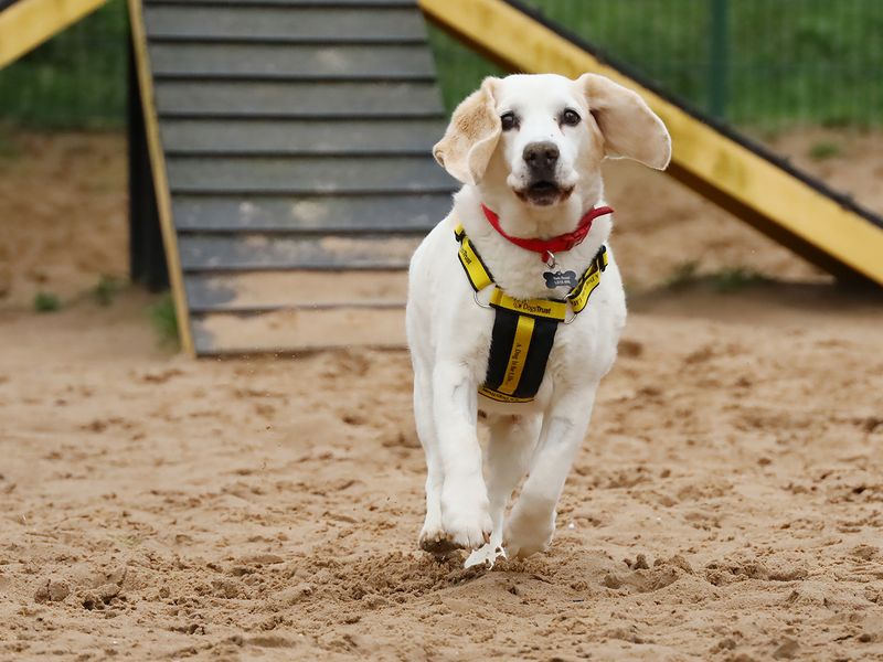 undefined | Beagle | undefined - 3
