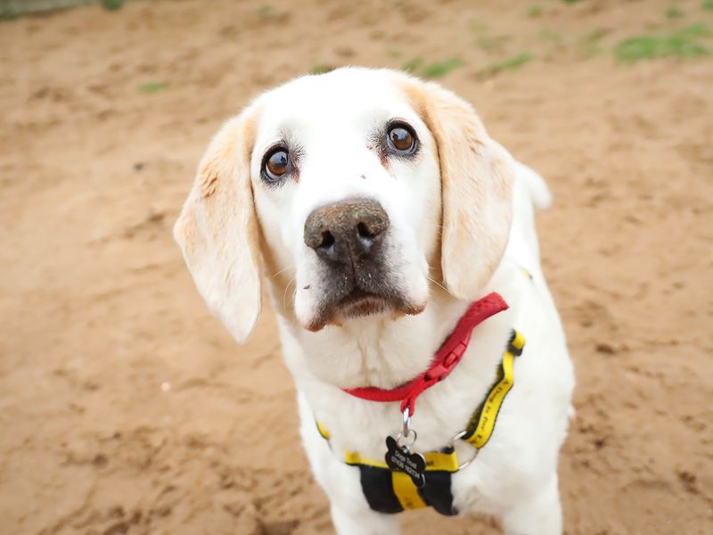 undefined | Beagle | undefined - 1