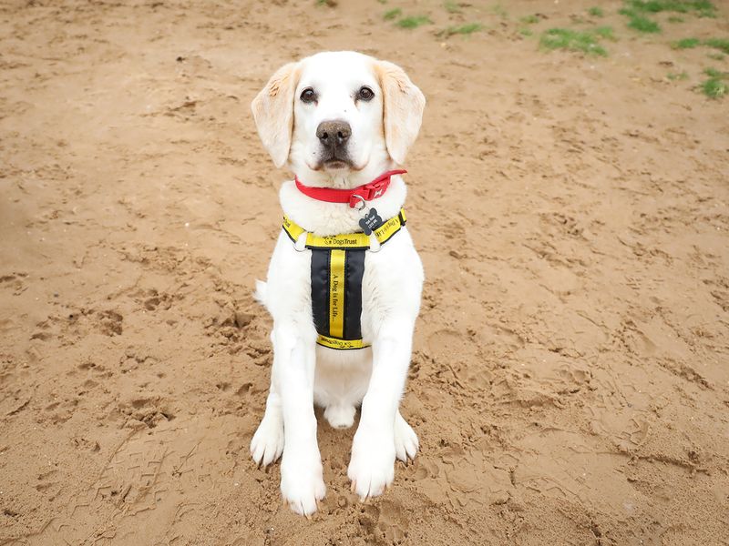 undefined | Beagle | undefined - 4