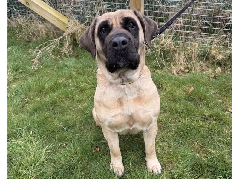 Kaya, a 2 years old female Boerboel available for adoption from Dogs Trust in Penrith, Cumbria