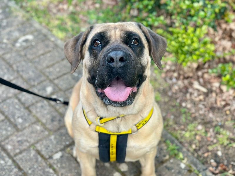 Mastiff Dogs And Puppies For Adoption