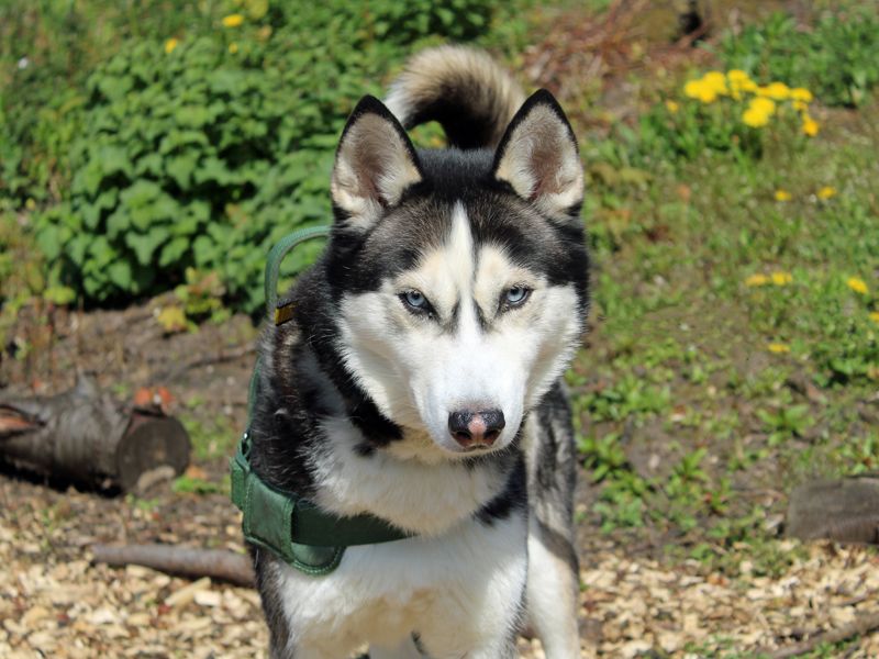 Diesel | Siberian Husky | Merseyside (Liverpool) - 1