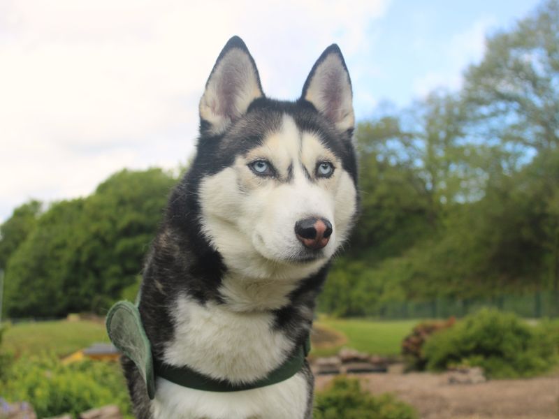 undefined | Siberian Husky | undefined - 8