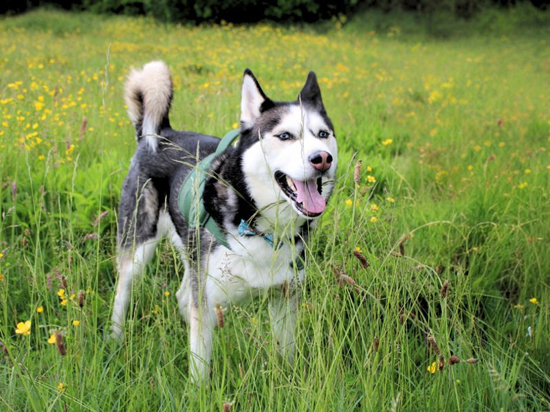 undefined | Siberian Husky | undefined - 1