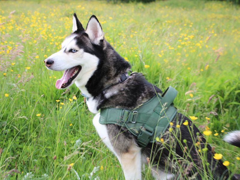 undefined | Siberian Husky | undefined - 4