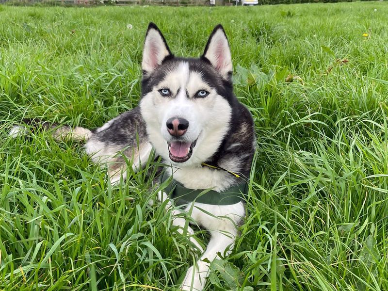 undefined | Siberian Husky | undefined - 3