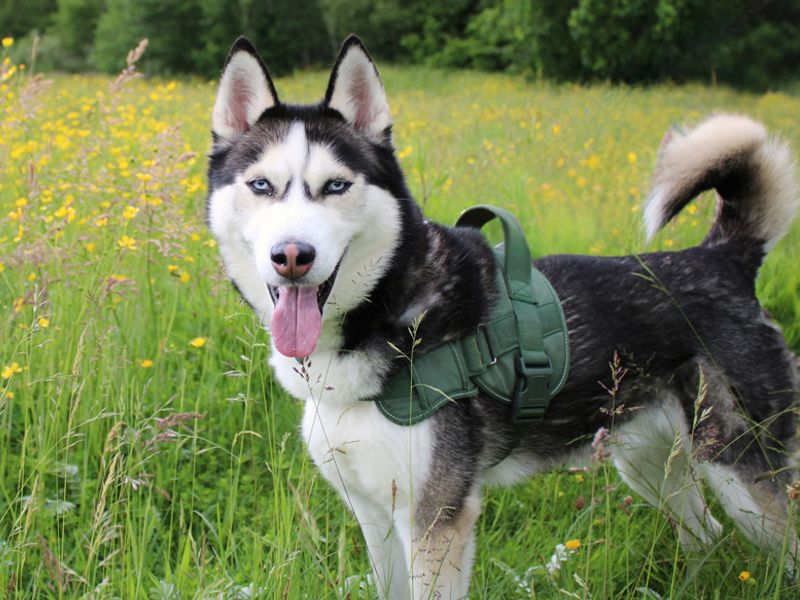 undefined | Siberian Husky | undefined - 2