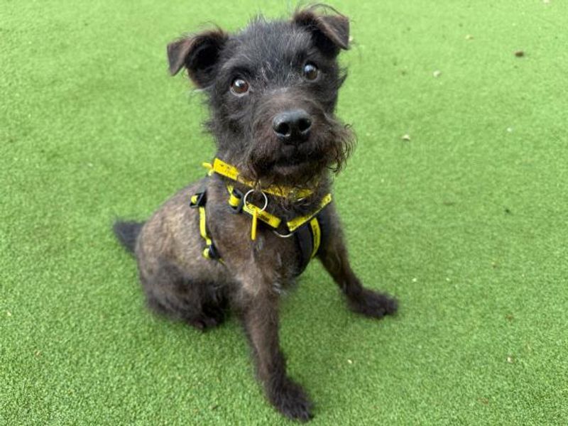 Tam | Terrier (Patterdale) | Glasgow - 2