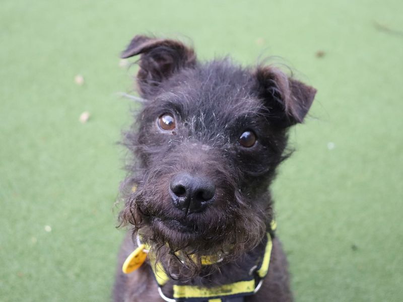 Tam | Terrier (Patterdale) | Glasgow - 3