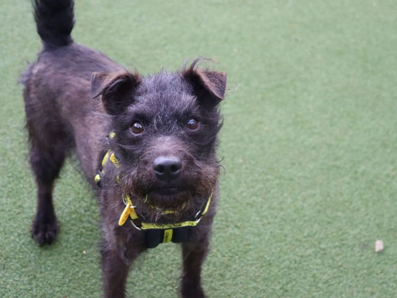 Tam | Terrier (Patterdale) | Glasgow - 1