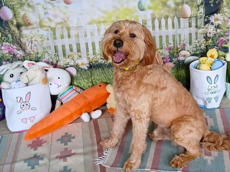 Poodle Dogs And Puppies For Adoption