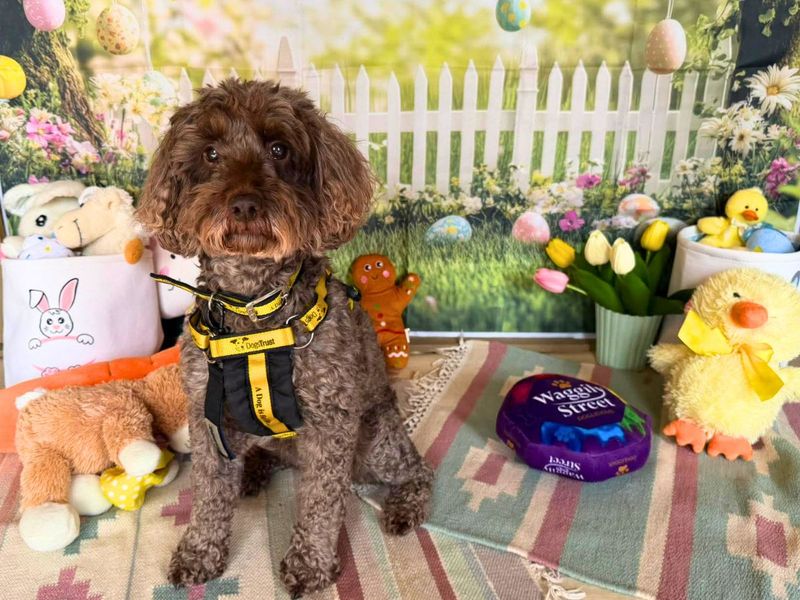 Dora | Poodle (Standard) Cross | Salisbury (Wiltshire) - 1