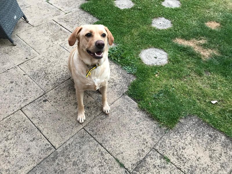 Clover | Retriever (Labrador) | Manchester - 3