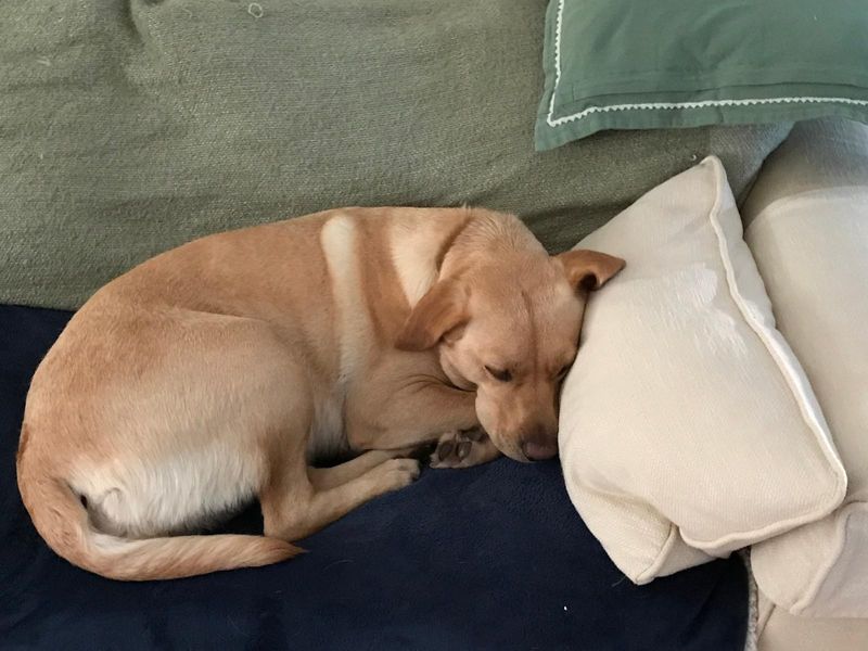 Clover | Retriever (Labrador) | Manchester - 2