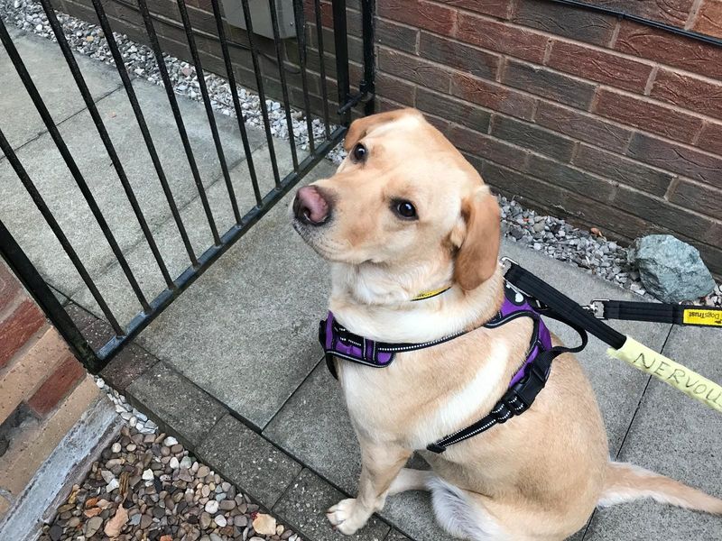Clover | Retriever (Labrador) | Manchester - 1