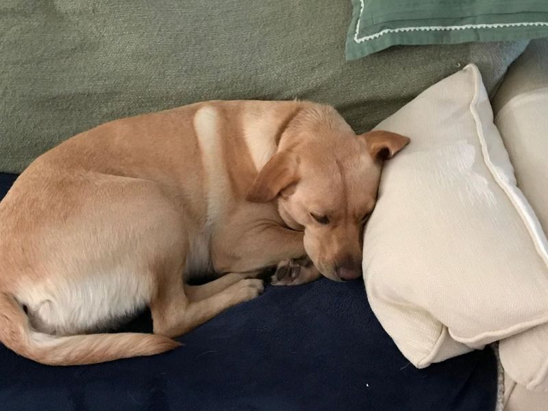 Clover | Retriever (Labrador) | Manchester - 7