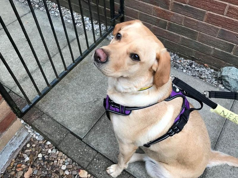 Clover | Retriever (Labrador) | Manchester - 2