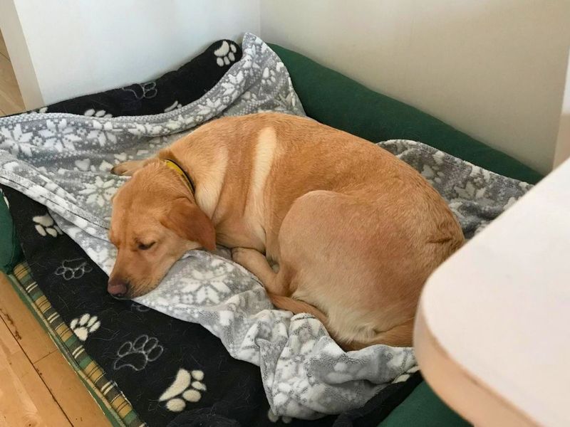 Clover | Retriever (Labrador) | Manchester - 8
