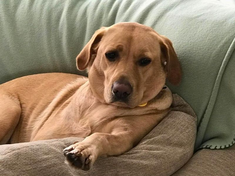 Clover | Retriever (Labrador) | Manchester - 4