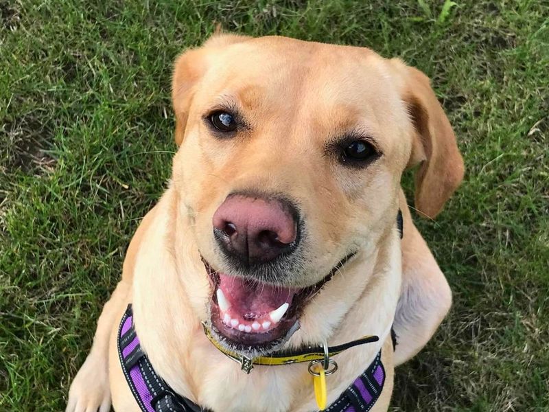 Clover | Retriever (Labrador) | Manchester - 5