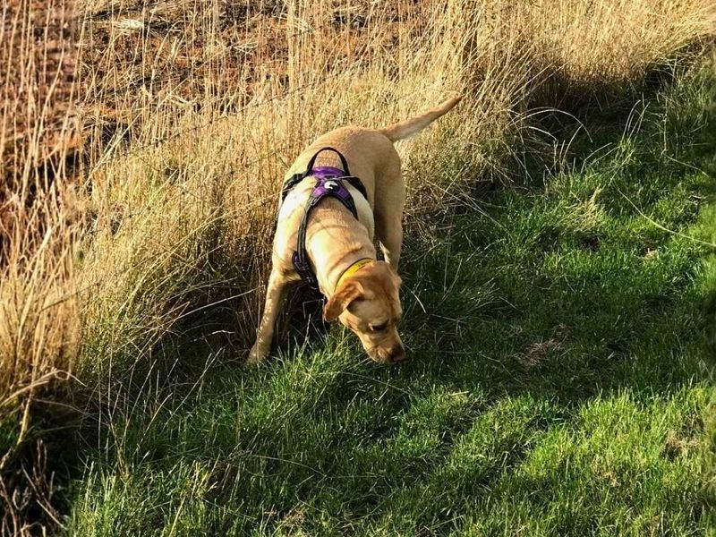 Clover | Retriever (Labrador) | Manchester - 6