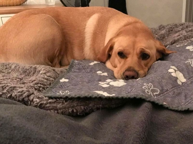 Clover | Retriever (Labrador) | Manchester - 3