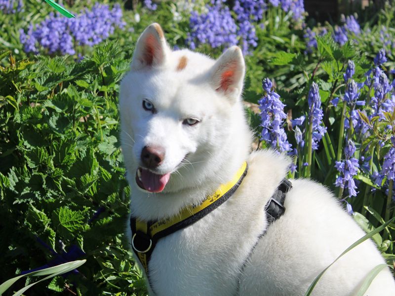 Tantra | Siberian Husky | Merseyside (Liverpool) - 1