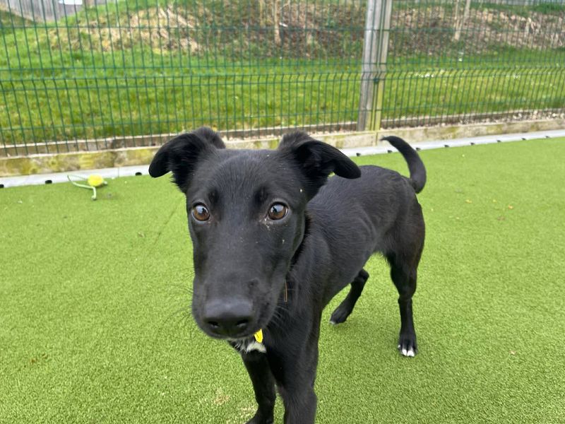 undefined | Lurcher | undefined - 3