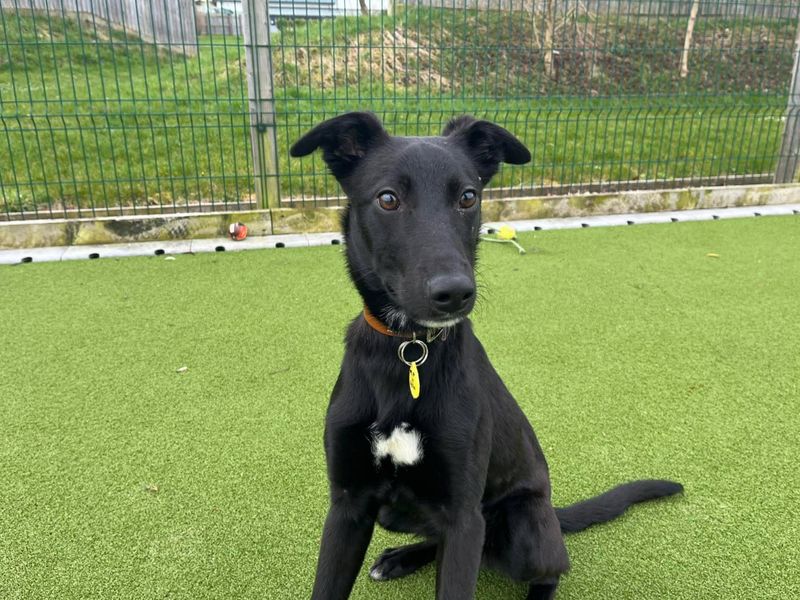 undefined | Lurcher | undefined - 2