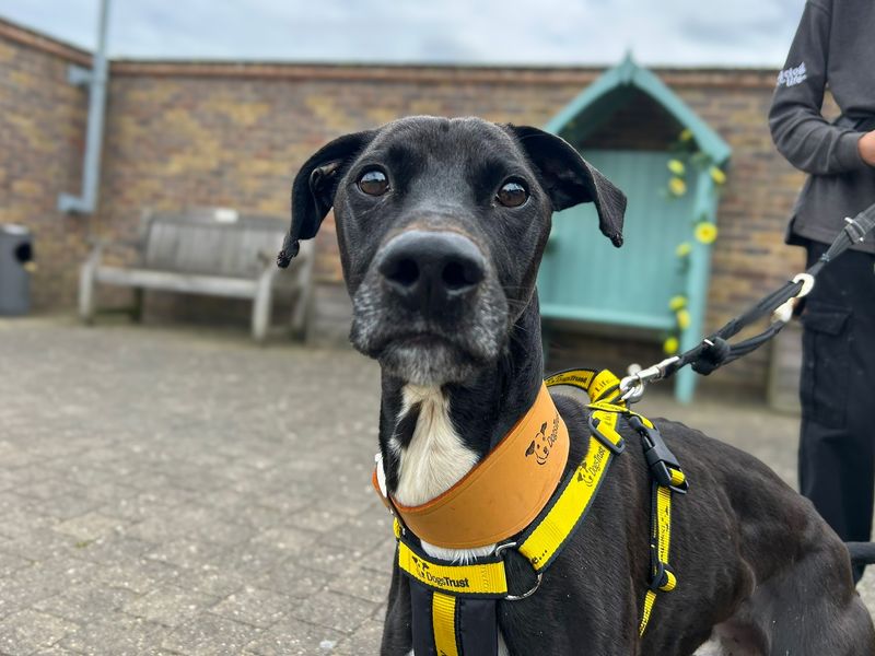 Benedict | Lurcher | Basildon (Essex) - 1