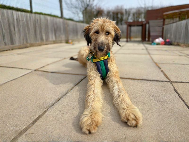 Nessie, a 10 months old female Lurcher available for adoption from Dogs Trust in Salisbury, Wiltshire