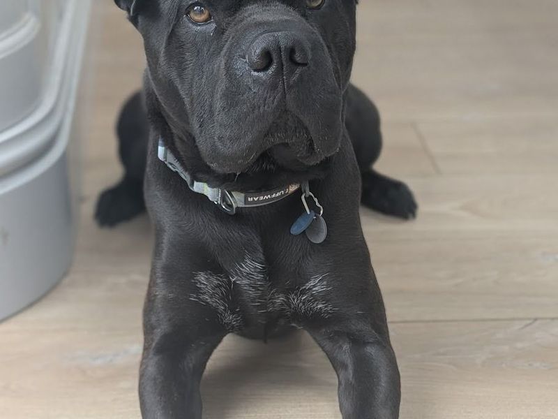 undefined | Shar Pei Cross | undefined - 3