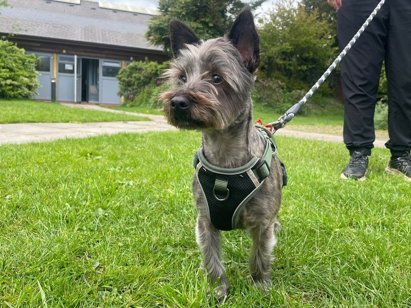 Charlie - Image 3 of 3