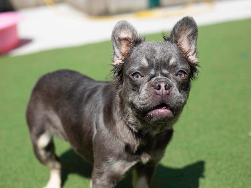 French Bulldog Dogs And Puppies For Adoption