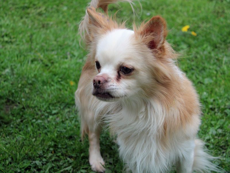 Bobby | Chihuahua (Long Coat) Cross | Merseyside (Liverpool) - 1