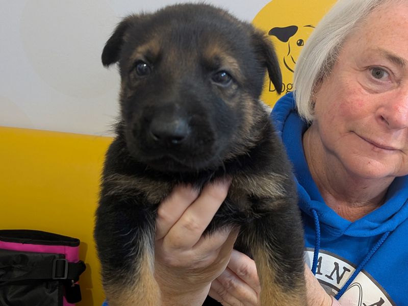 Luke Skywalker | German Shepherd Dog | Leeds - 1