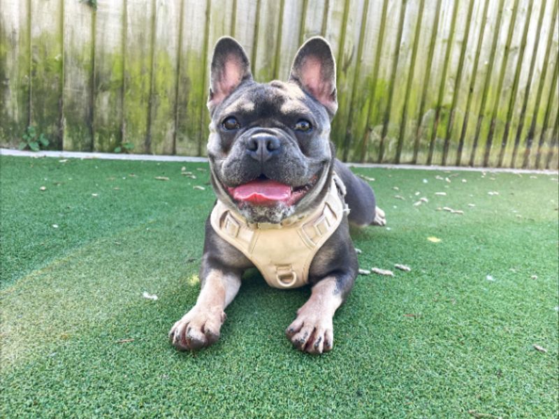 French Bulldog Dogs And Puppies For Adoption